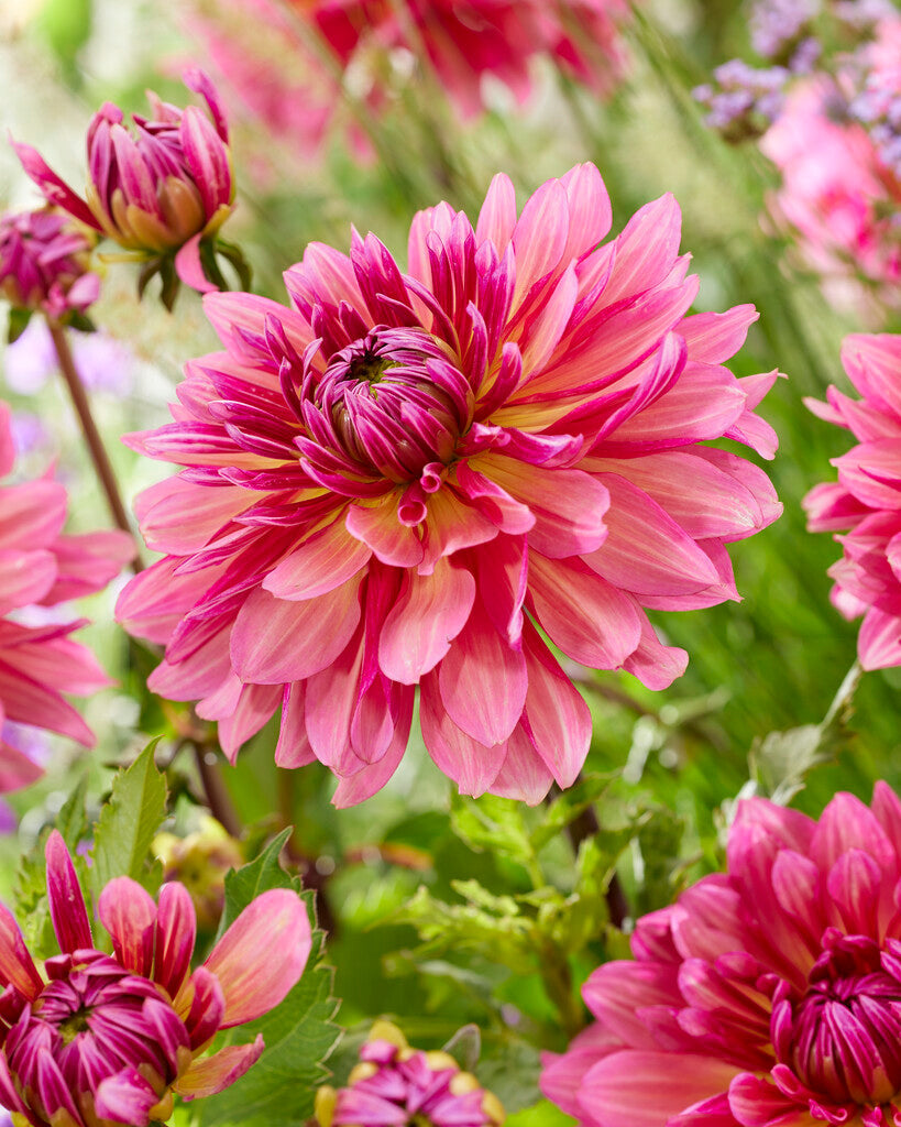 Dahlia Cactus Missis Dutch 1-pakning NYHET